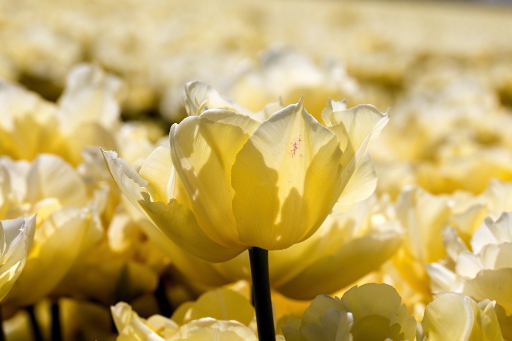 tulp tulpen tulipa natuur hdr tulpenbol liliaceae flora bloem bloemen voorjaar lente tulpenfestival keukenhof festival